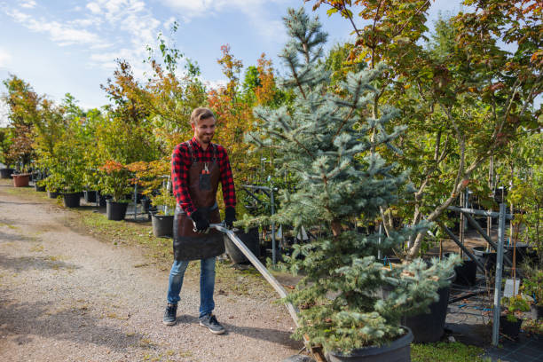 Professional Tree Service in Jennings Lodge, OR